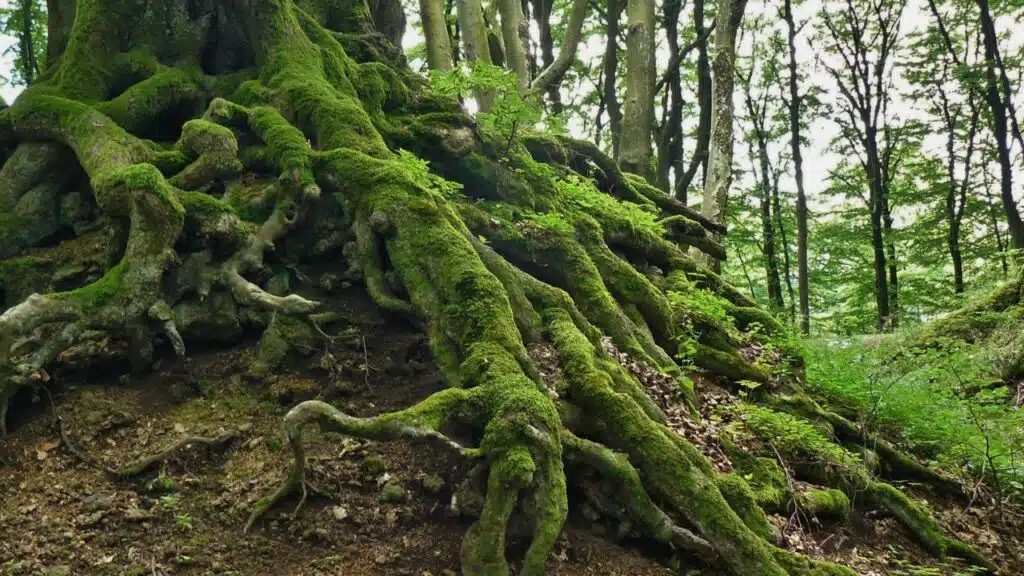 roots sophia pierer von esch